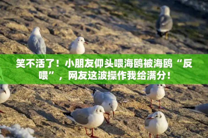 笑不活了！小朋友仰头喂海鸥被海鸥“反喂”，网友这波操作我给满分！