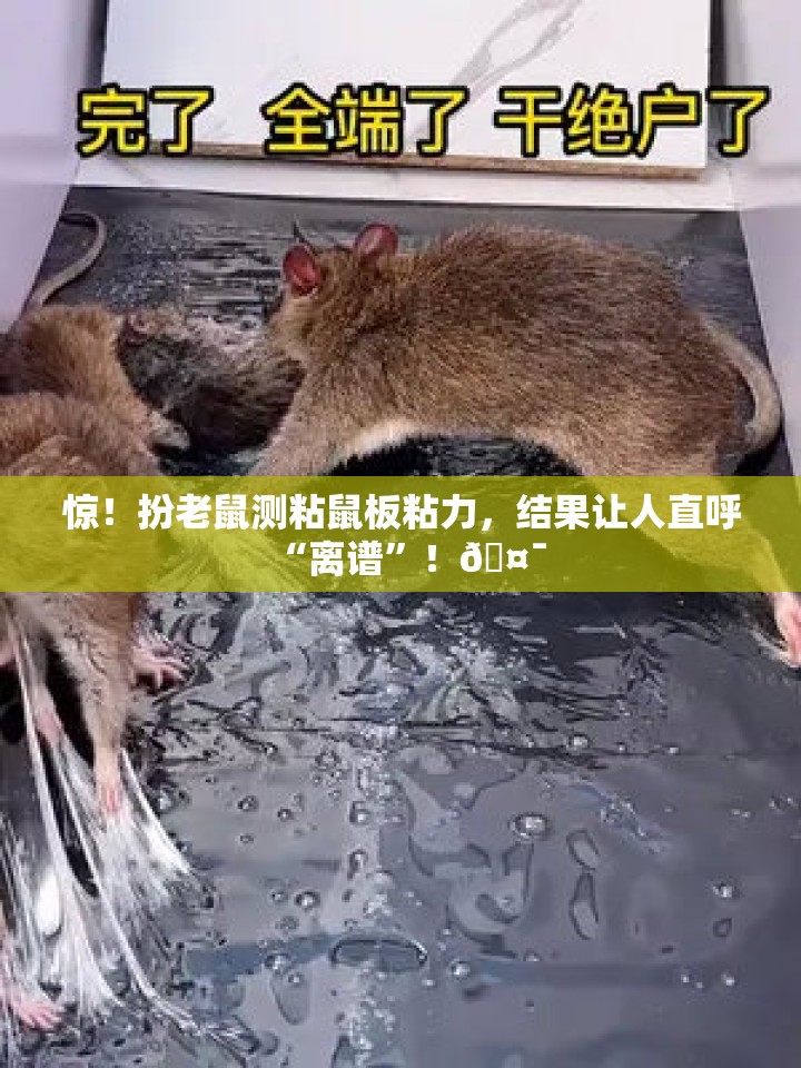 扮老鼠测粘鼠板粘力