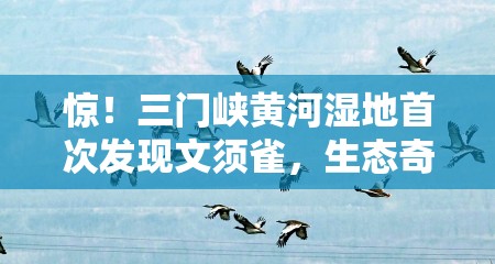 惊！三门峡黄河湿地首次发现文须雀，生态奇迹还是气候预警？